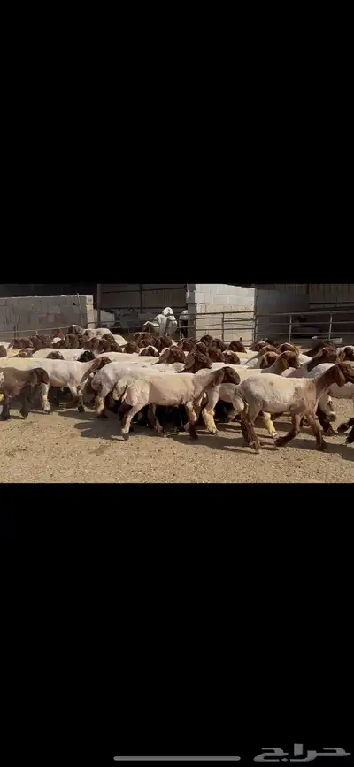 جذعات نعيم صنف 4