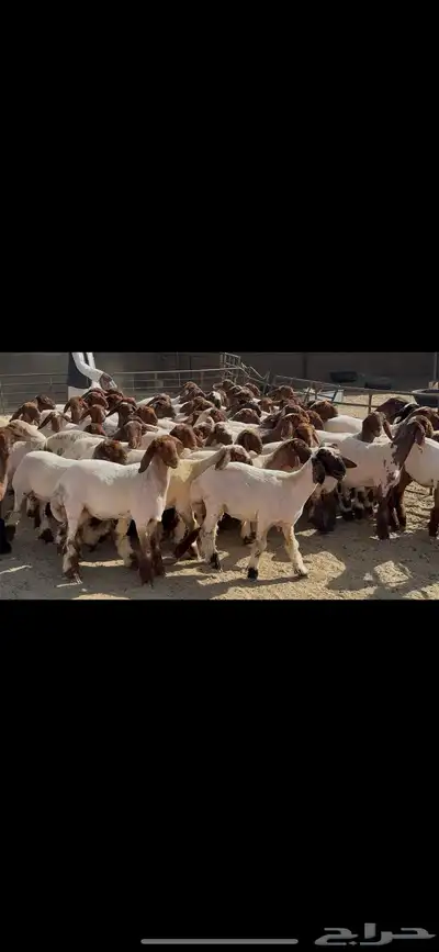 جذعات نعيم صنف 12