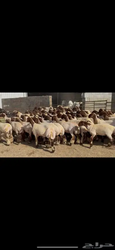 جذعات نعيم صنف 9
