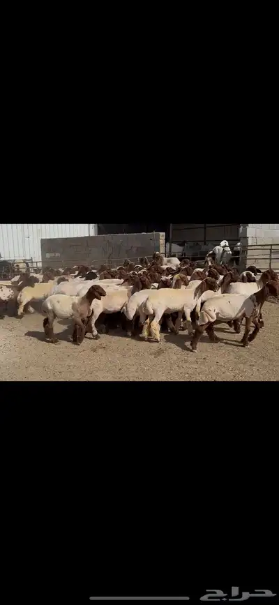 جذعات نعيم صنف 2