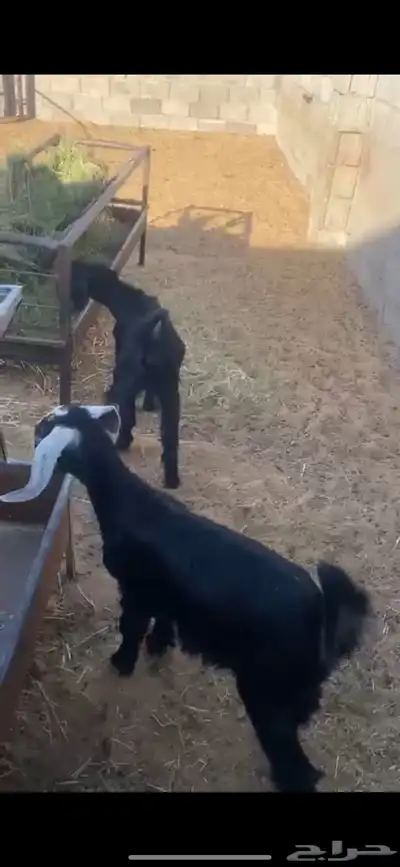 جفار وتيس تم البيع 0