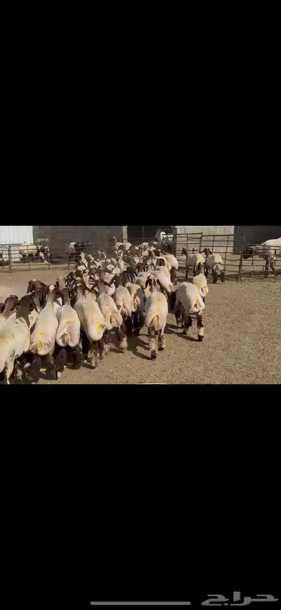 جذعات نعيم صنف 11