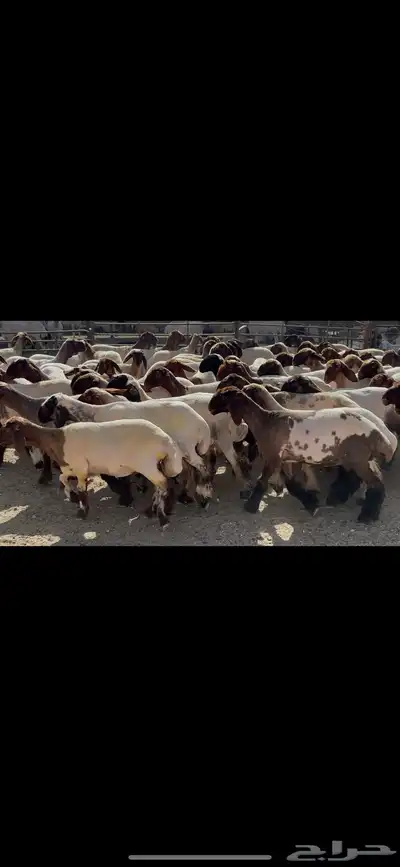 جذعات نعيم صنف 5