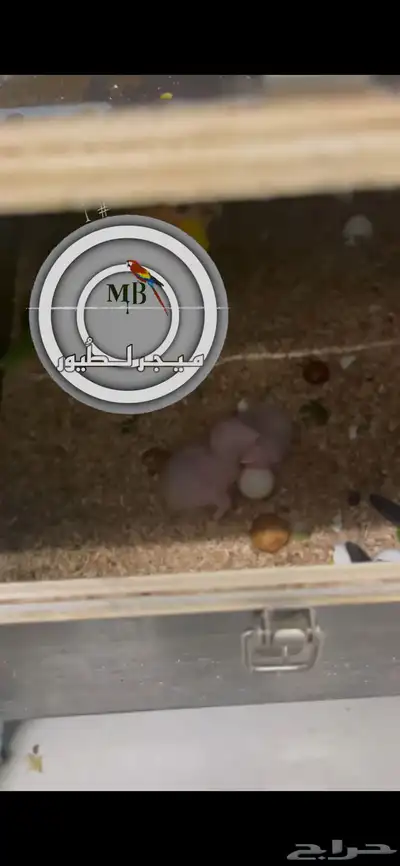 فروخ ببغاء الكايك ببغاء المهرج وبسعر مناسب. تم البيع 1