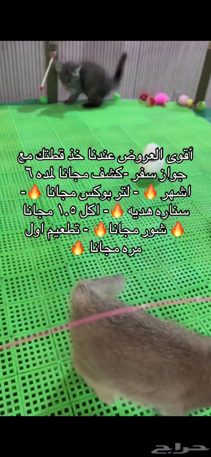 يوجد لدينا قطط للبيع 0