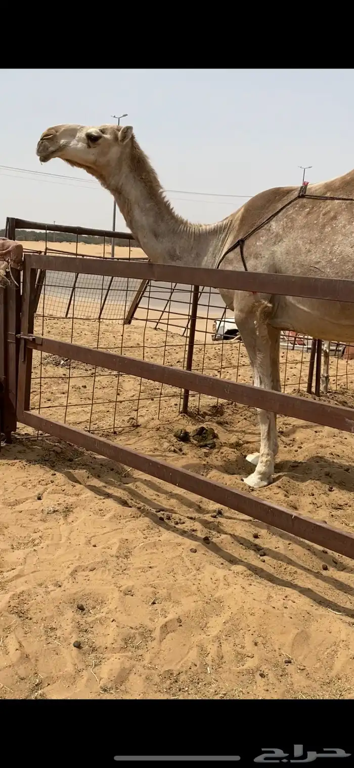 بكر مميت طيبه 0