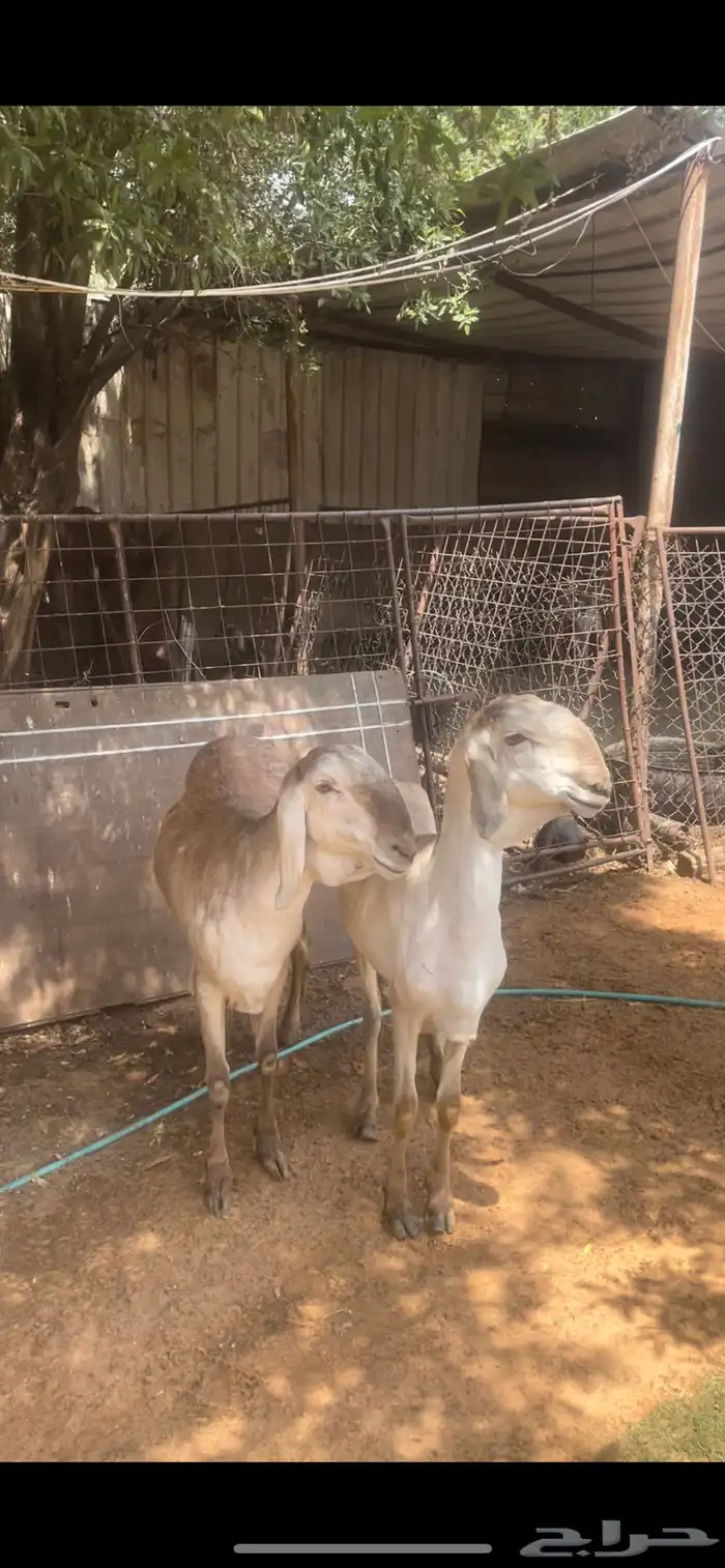 اربع شياه سواكن طيبه 0