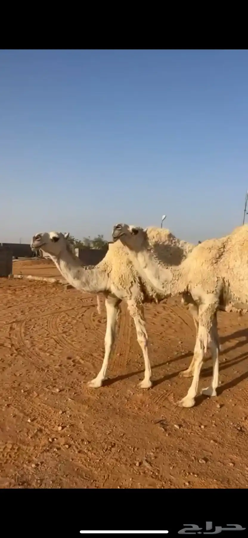 بكار مغاتير 0