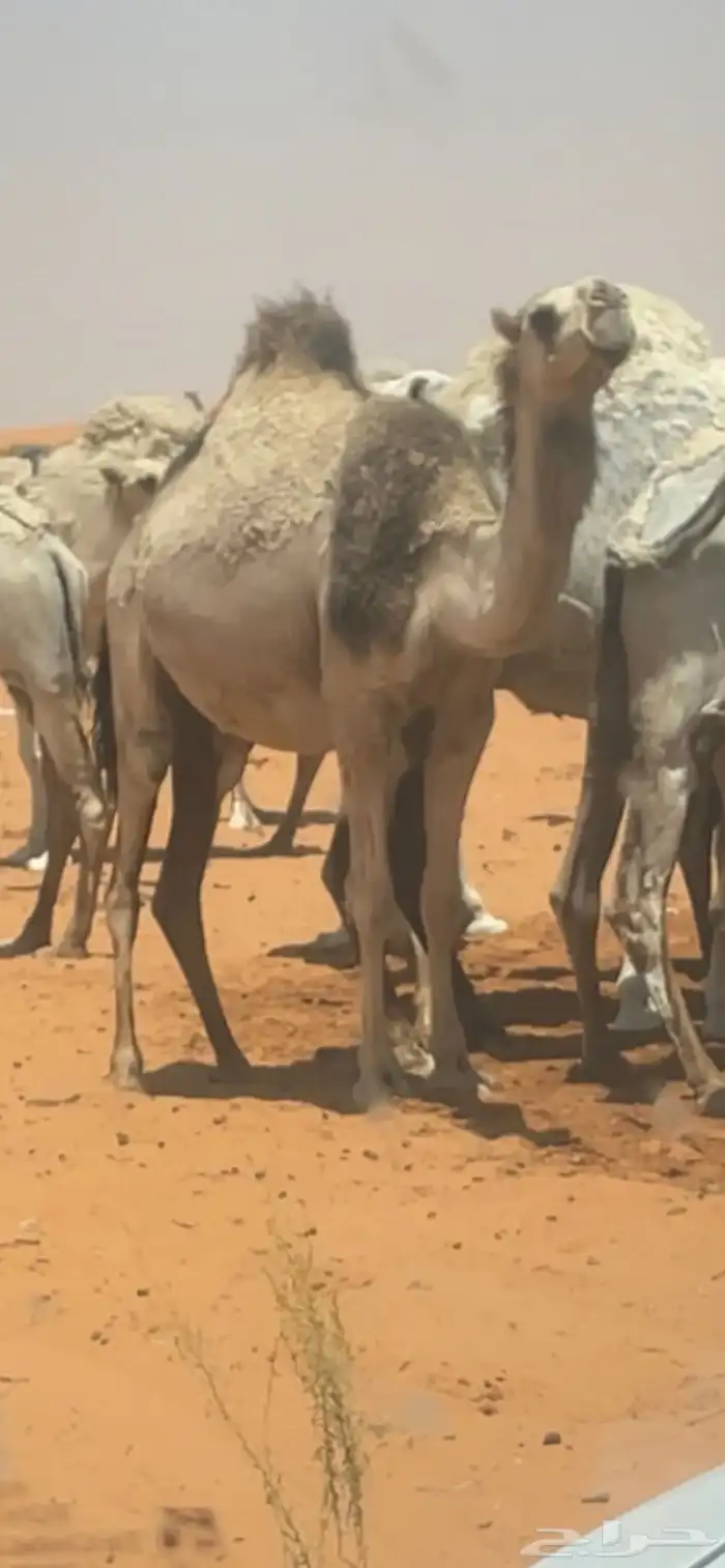 بكره شقحاء لقحه 2