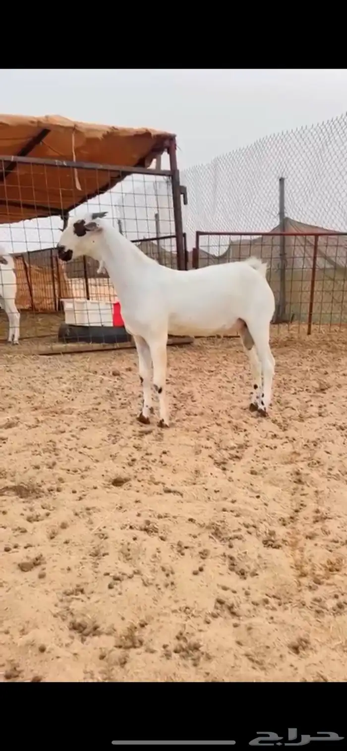 مشروع فحل بيشي صنف 0
