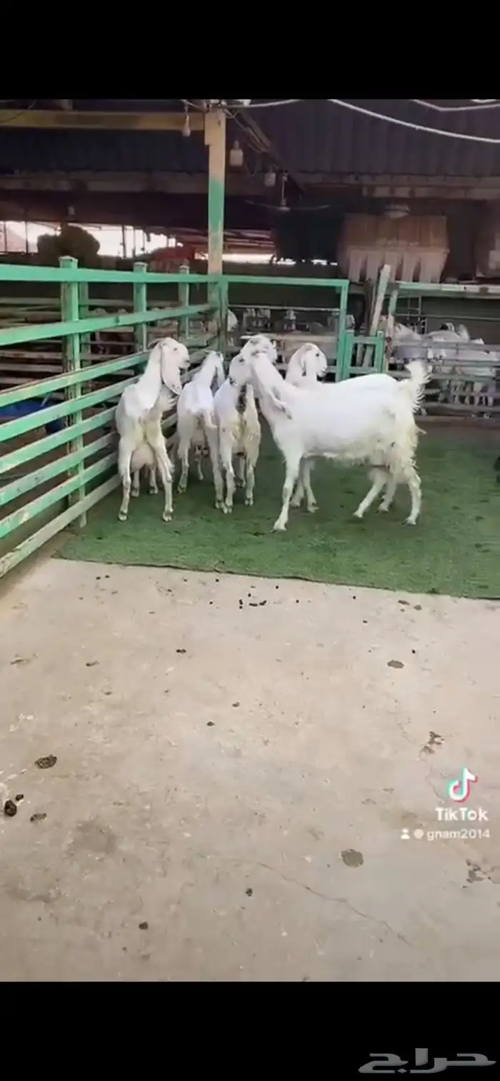للبيع معزا مشاريك ثنوات 7