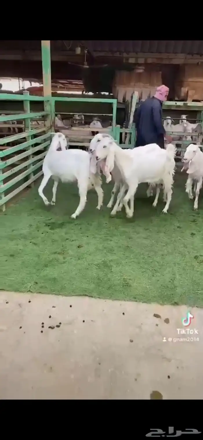 للبيع معزا مشاريك ثنوات 4