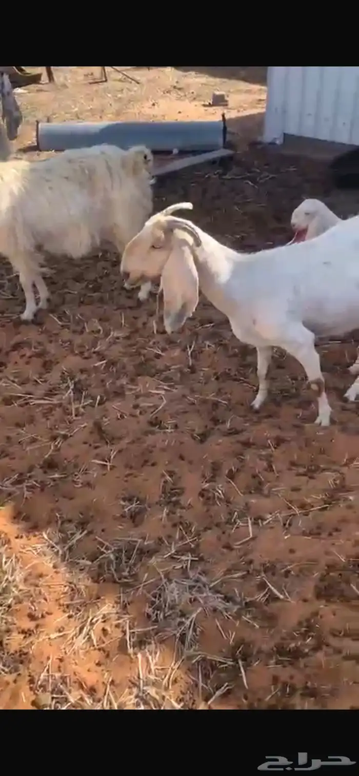 معزا مشروكات المجمعه 4
