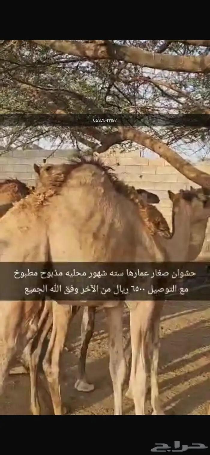 حشوان بلدي للبيع للمناسبات 0
