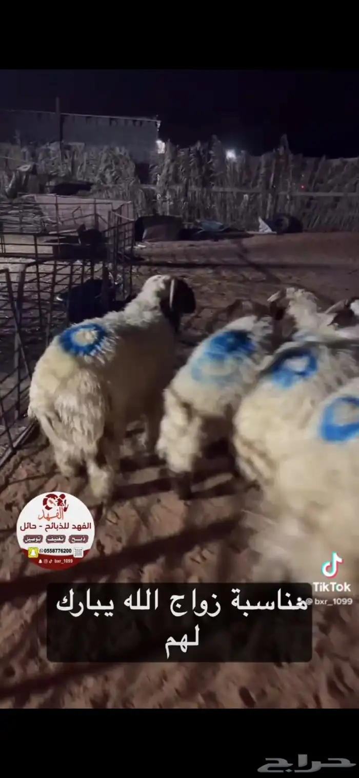 ذبيحتك لباب المنزل 1