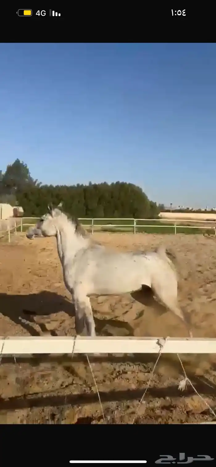 نانسي خيل مهر مصري - مواليد مزرعه الفنان عمر دياب 1