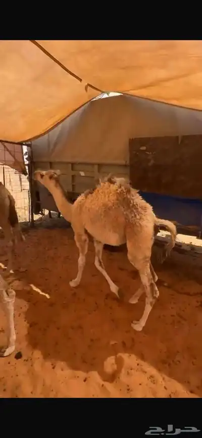 قعودين سمان علي حليب وعلف 0