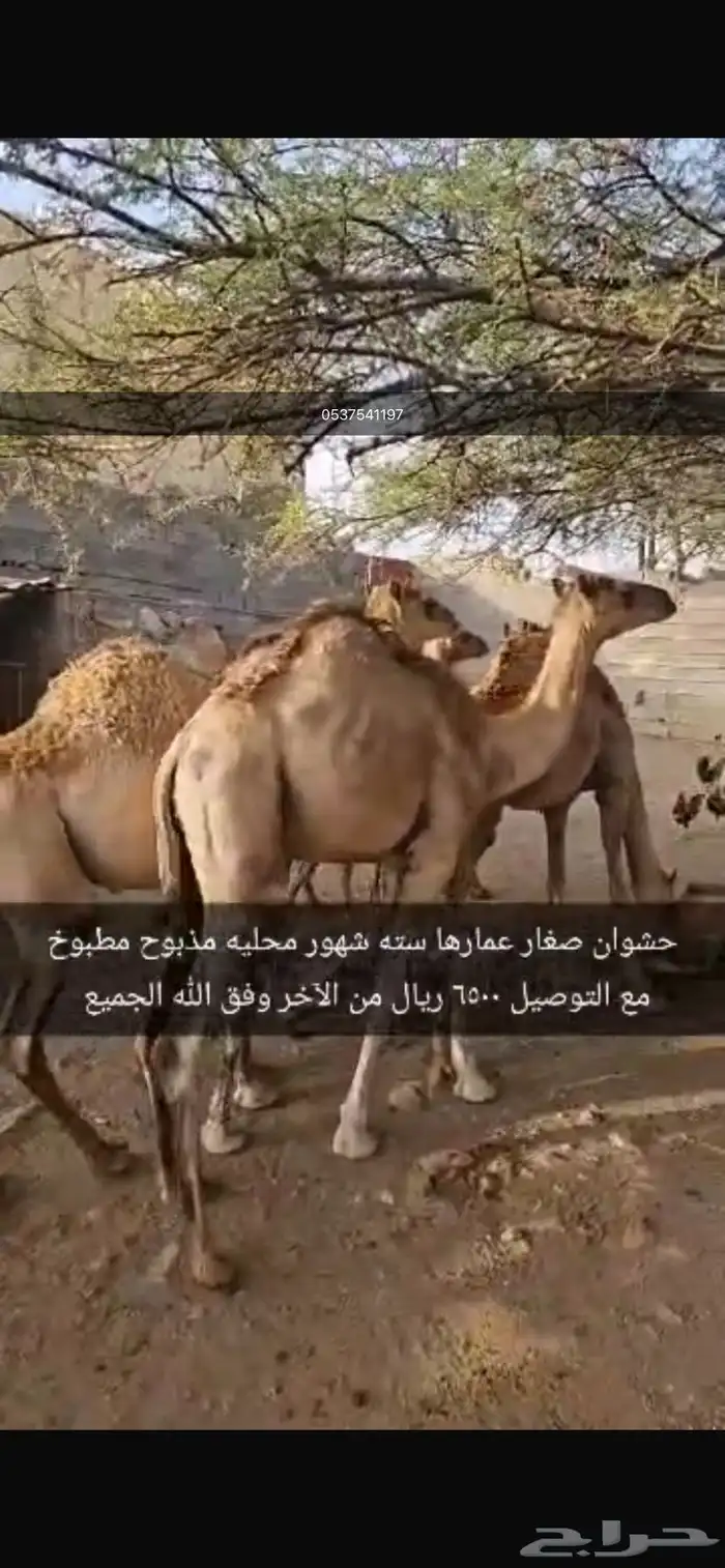 حشوان بلدي للبيع للمناسبات 2