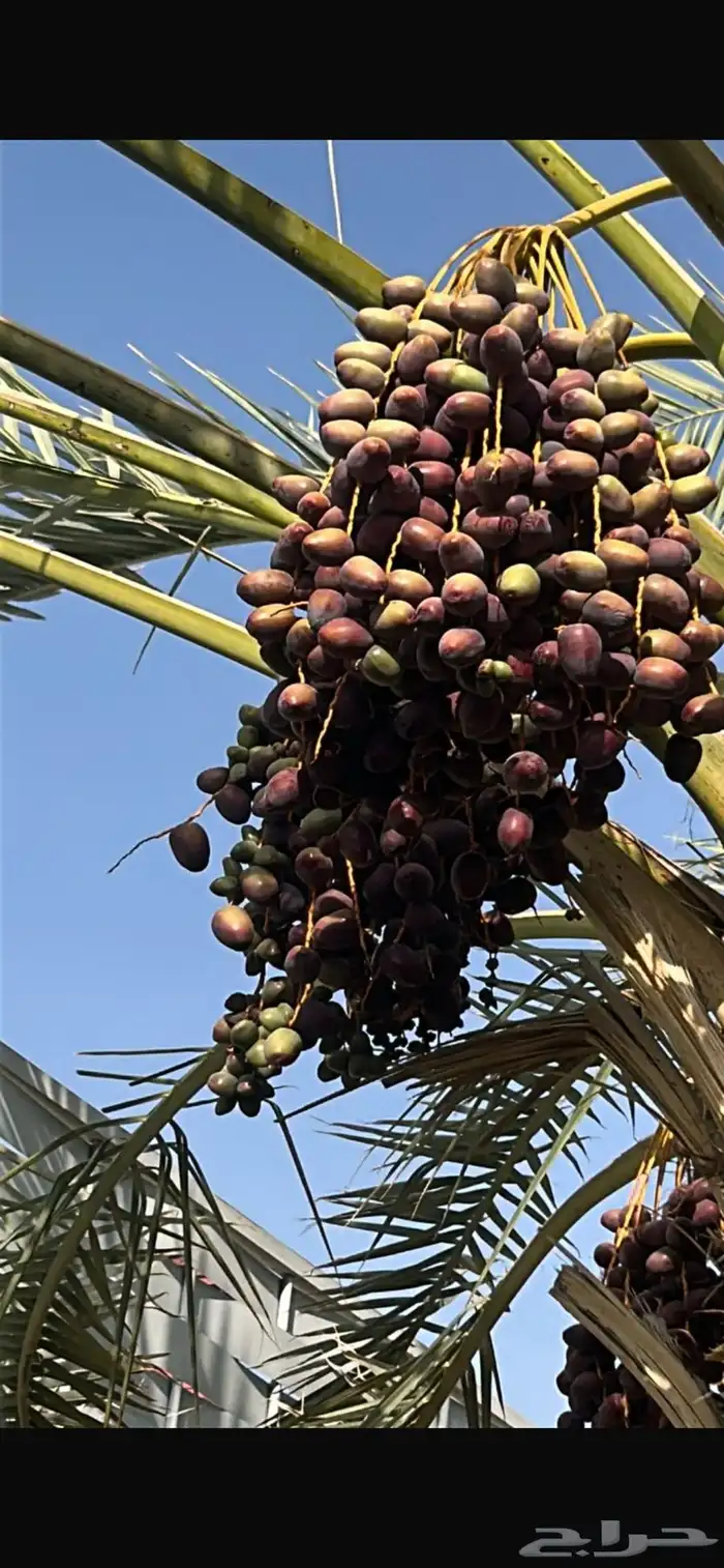 رطب 0