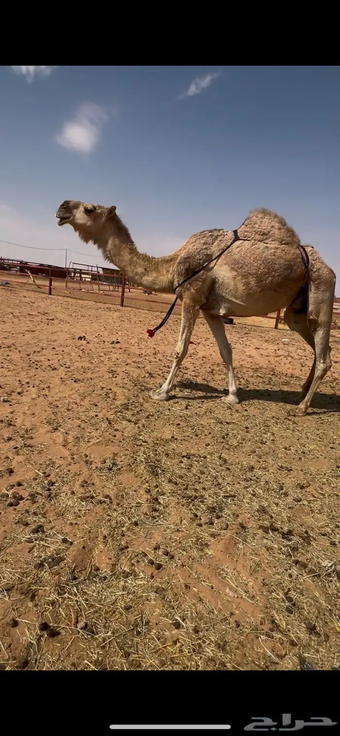 خلفه شقحا ثنو هديه ما تحرك وحليبها وافر وحالي 2