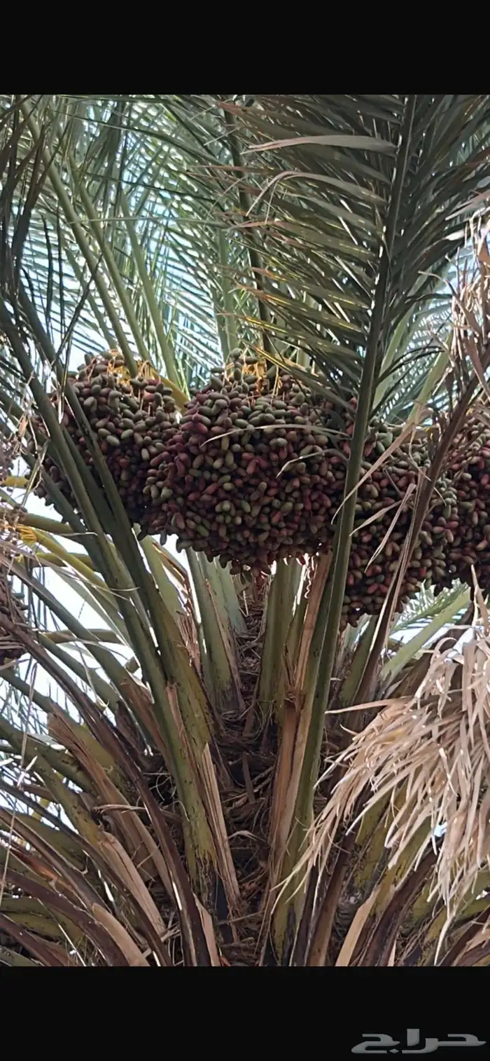 رطب 6