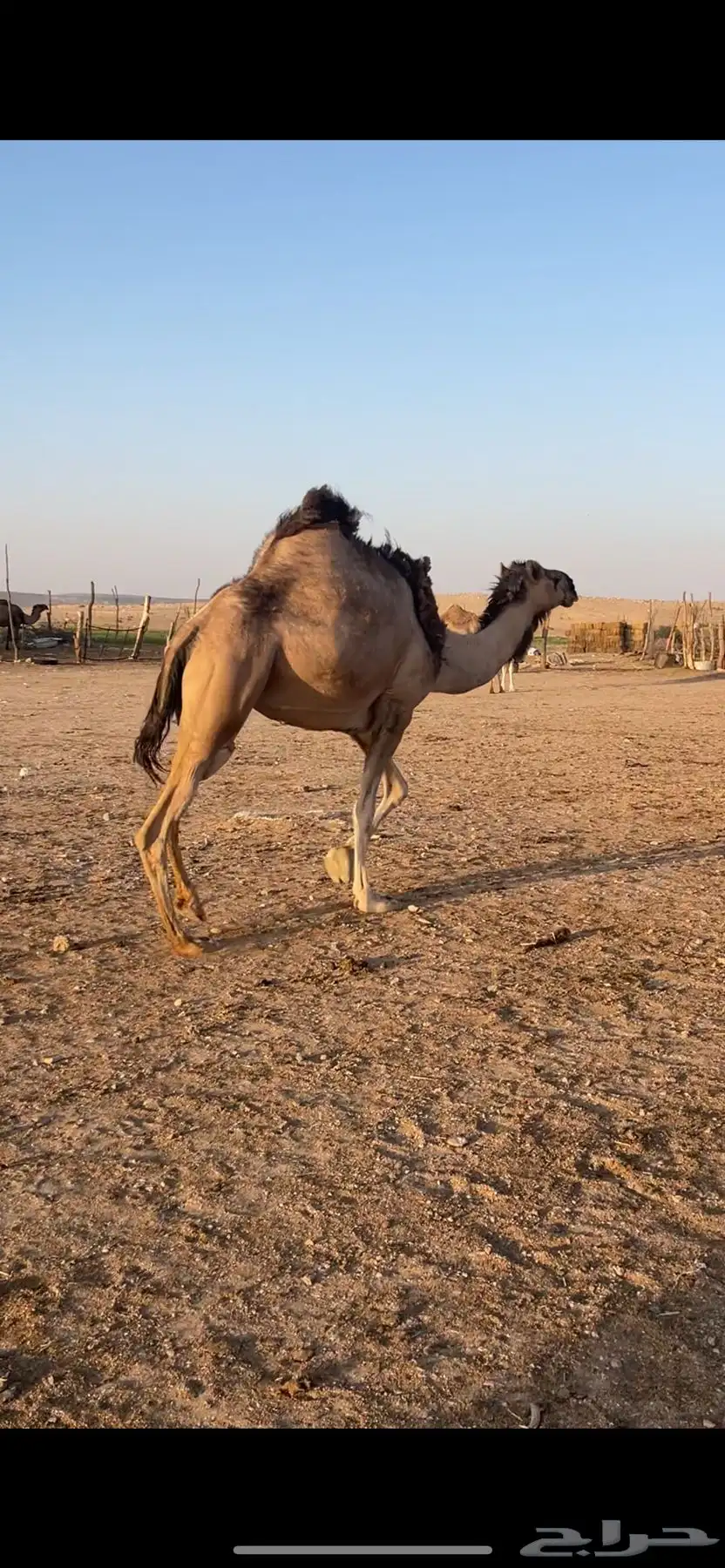 ناقه حايل طيبه 2