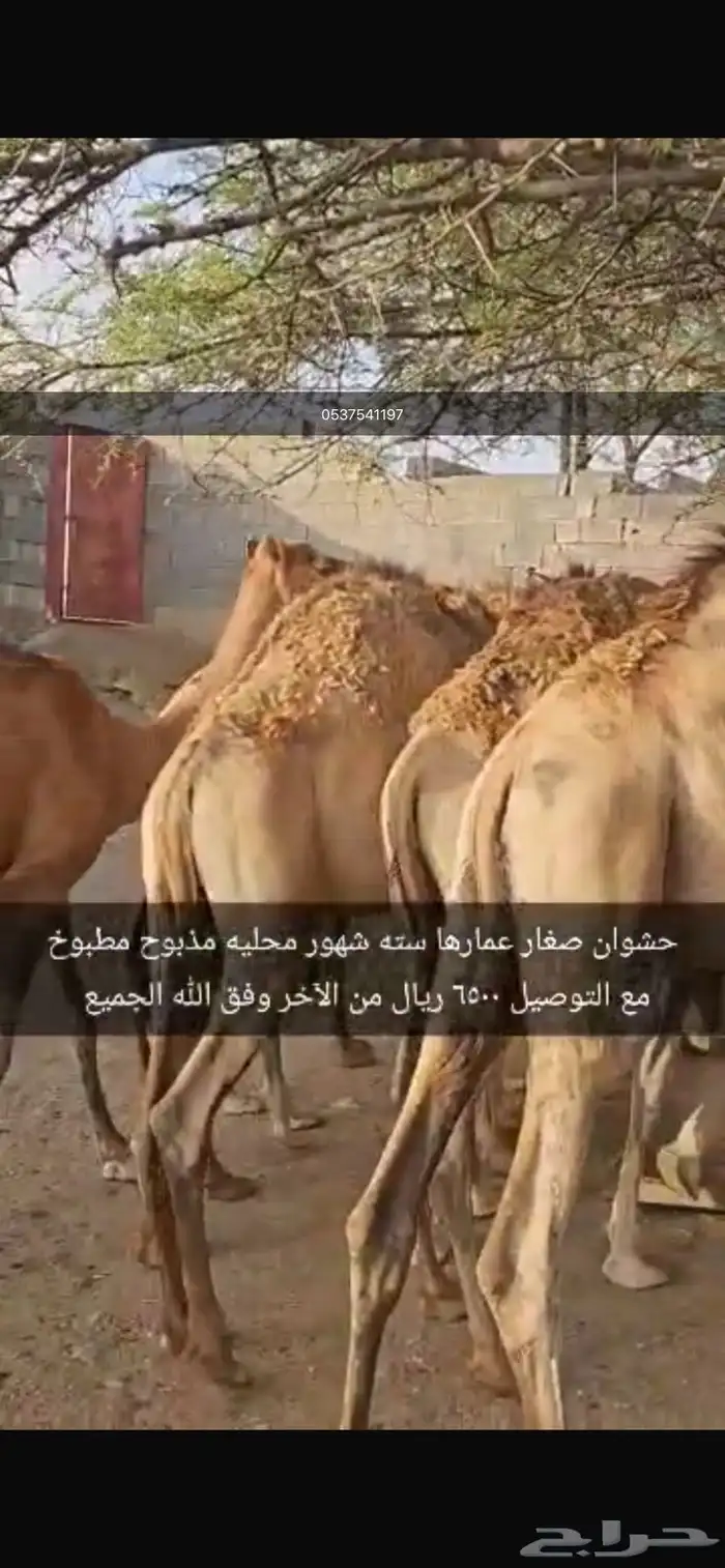 حشوان بلدي للبيع للمناسبات 1