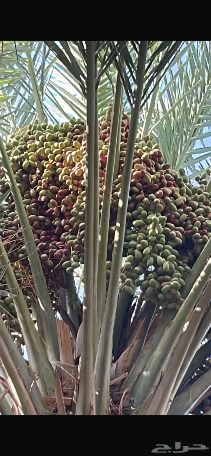 رطب 7