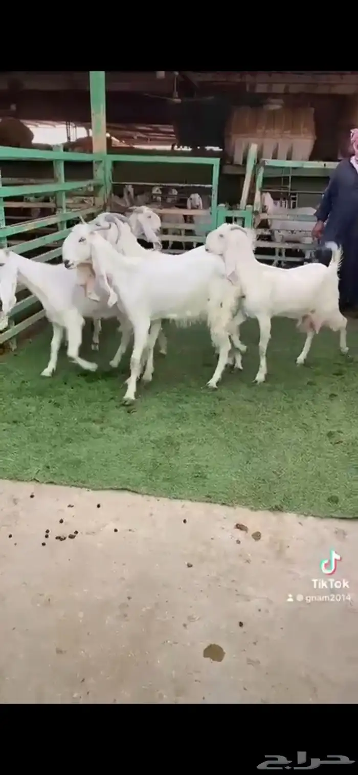 للبيع معزا مشاريك ثنوات 5