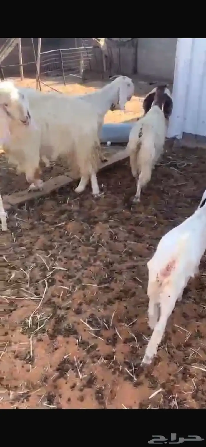 معزا مشروكات المجمعه 1