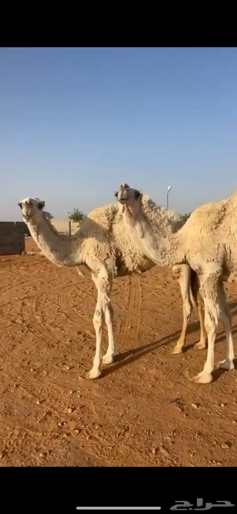 بكار مغاتير 1