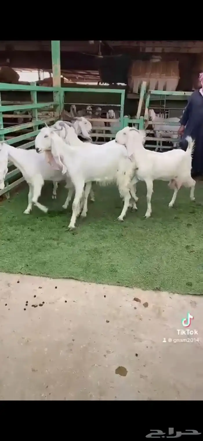 للبيع معزا مشاريك ثنوات 0