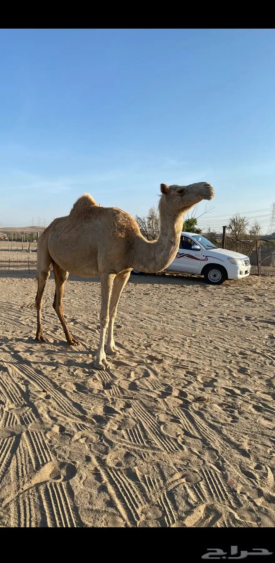 ناقه حره صافيه لقحه 2