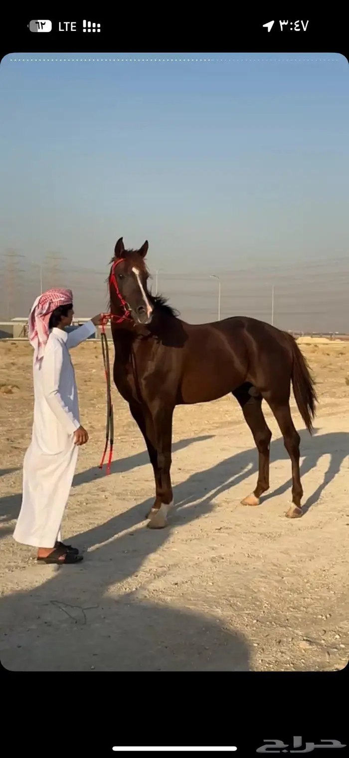 حصان فرنسي مستورد قطر دماء ابطال 2