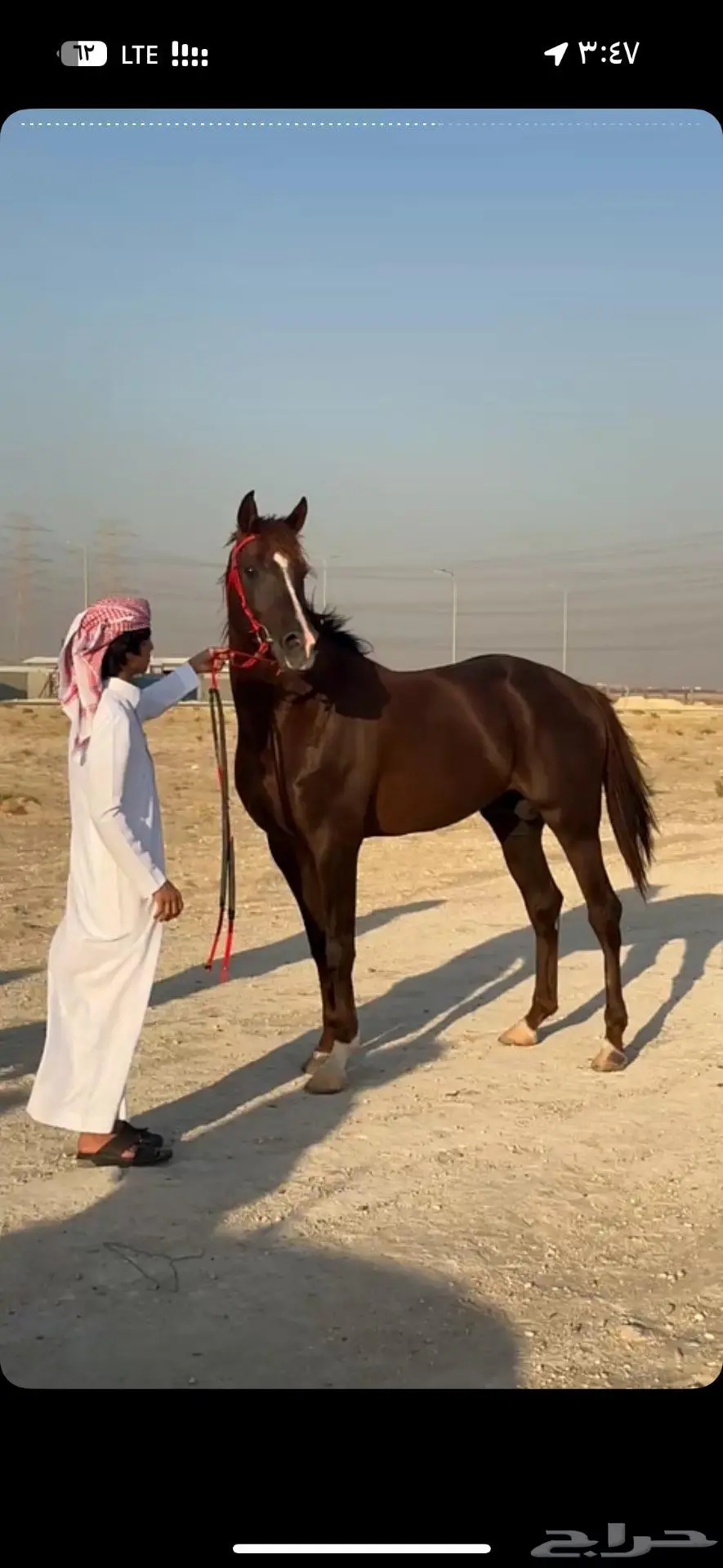 حصان فرنسي مستورد قطر دماء ابطال 2