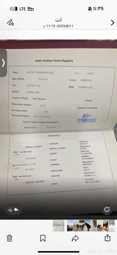 حصان فرنسي مستورد قطر دماء ابطال index
