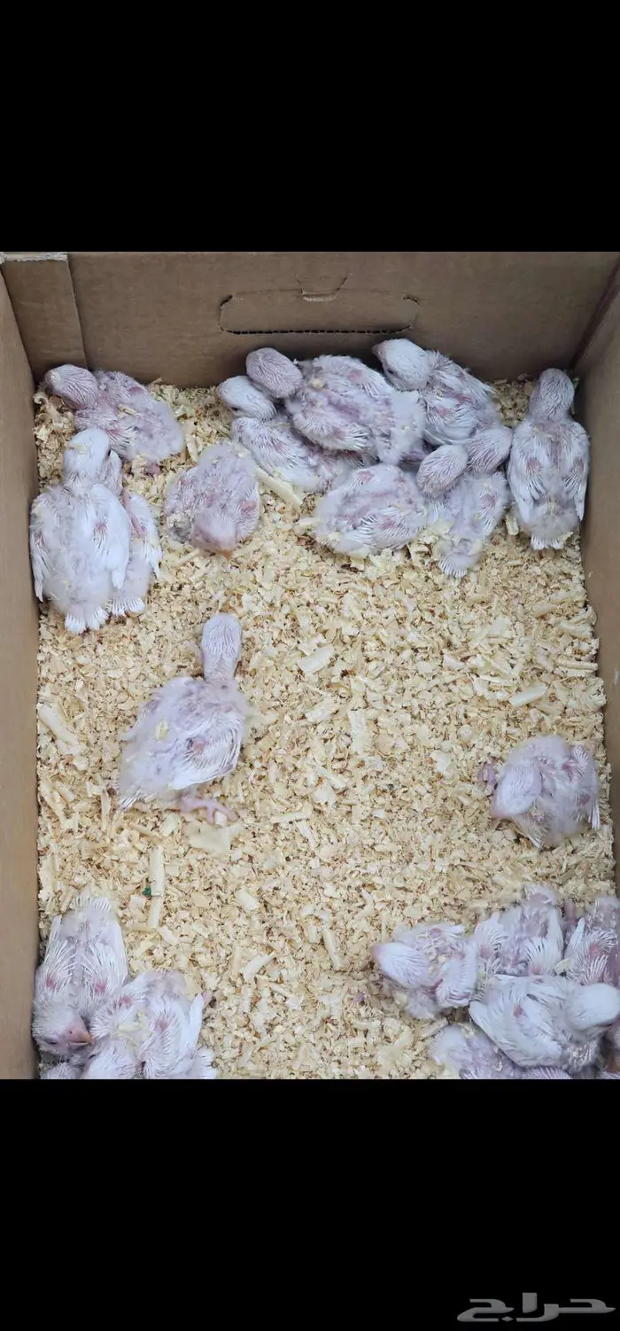 فروخ روز 1