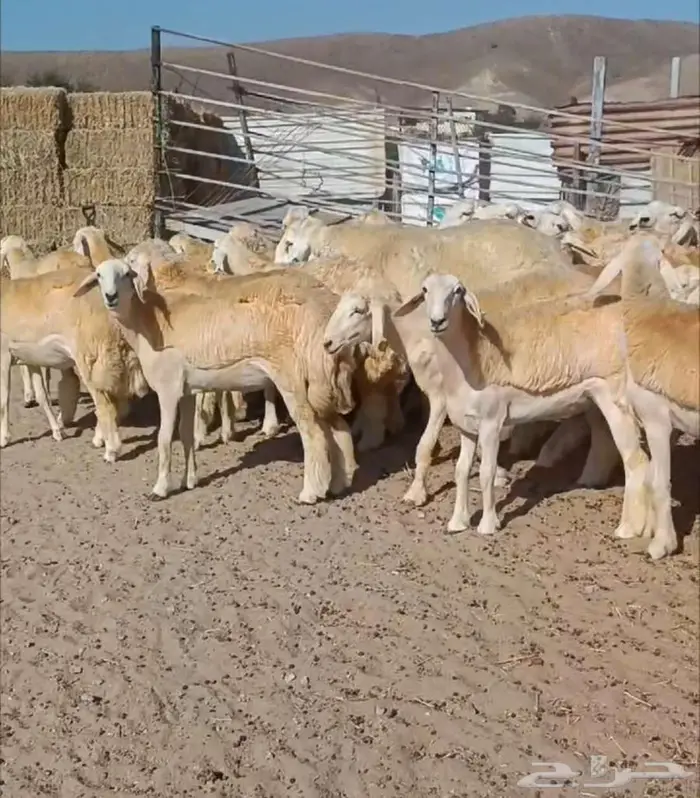 ( تم البيع) 38 رخال فواخر مع فحولها من الصياد في أملج 1