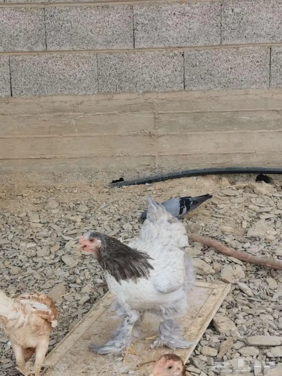 دجاج للبيع 3