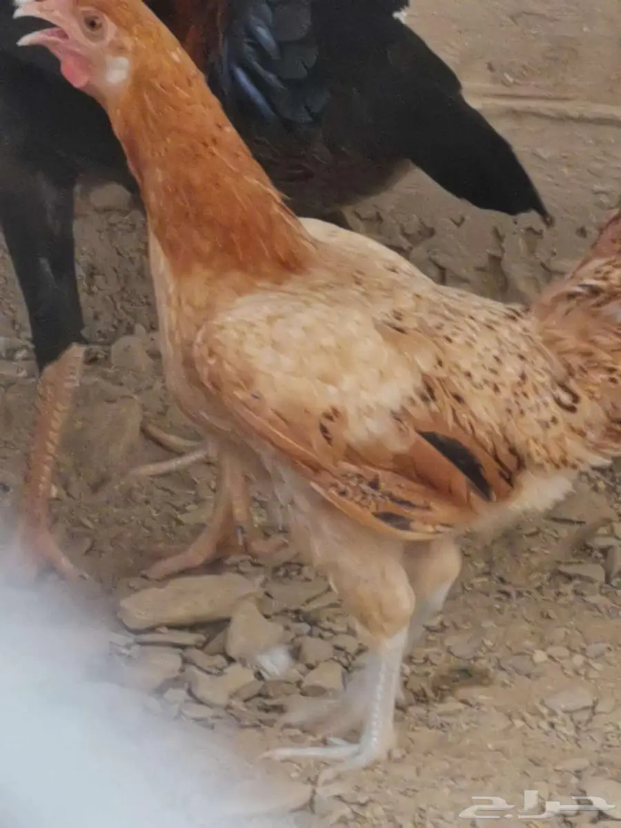 دجاج للبيع 2
