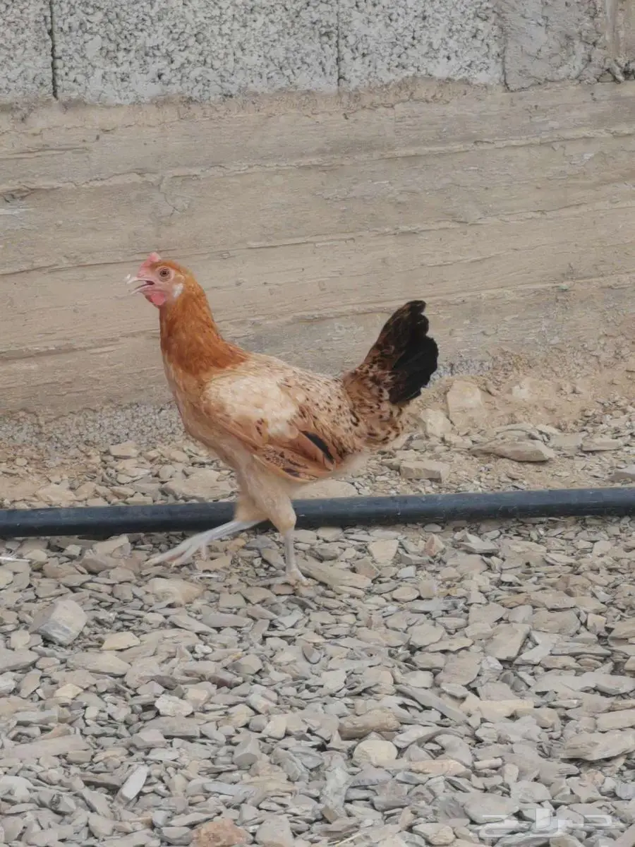 دجاج للبيع 1