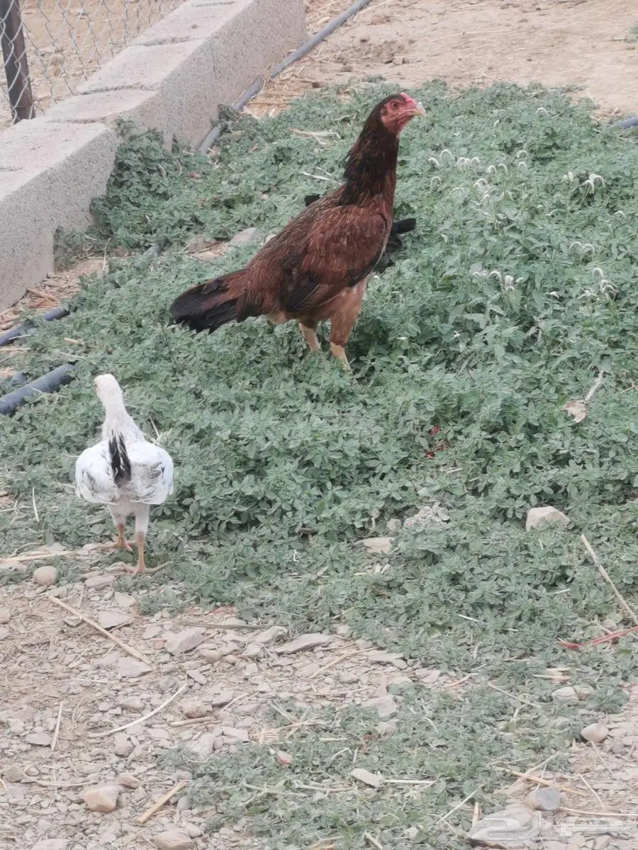 دجاج للبيع 4