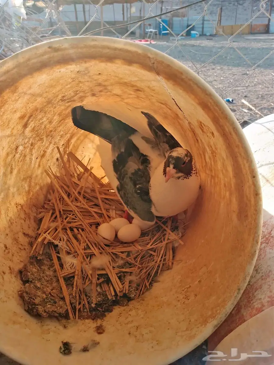 ازواج لحمام للبيع 1