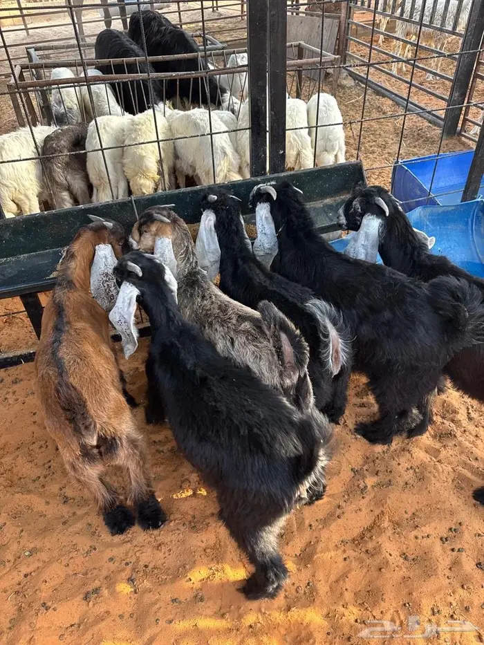 ذبائح بلدي مع الذبح والتوصيل 2