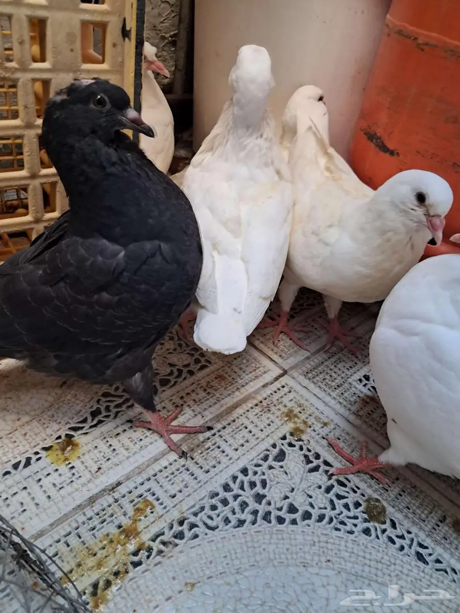 حمام كينج فرنسي بصايص 3