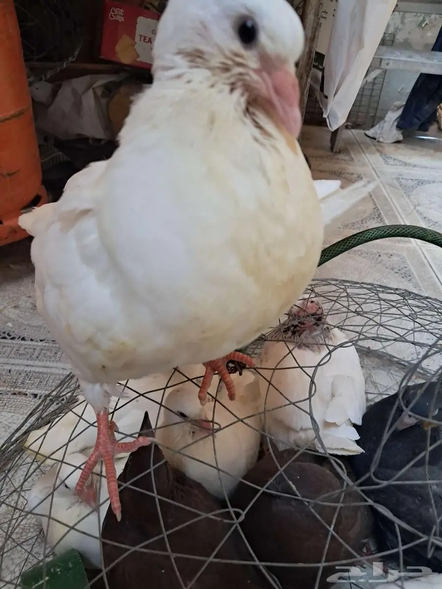 حمام كينج فرنسي بصايص 1