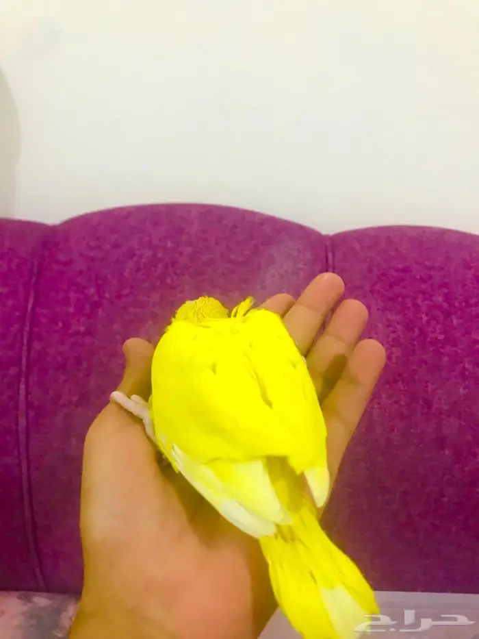 فروخ دره لاتينو غر(تم البيع) 2