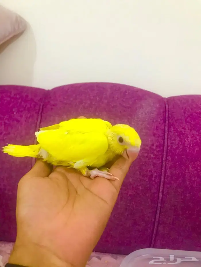 فروخ دره لاتينو غر(تم البيع) 0