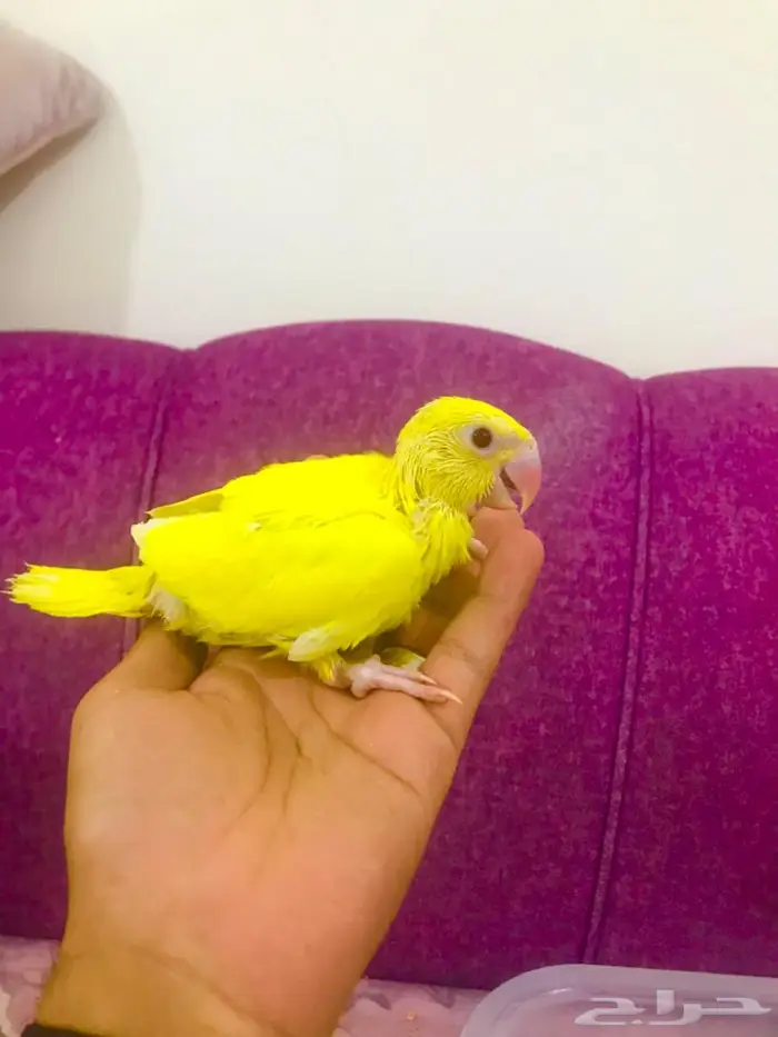 فروخ دره لاتينو غر(تم البيع) 13