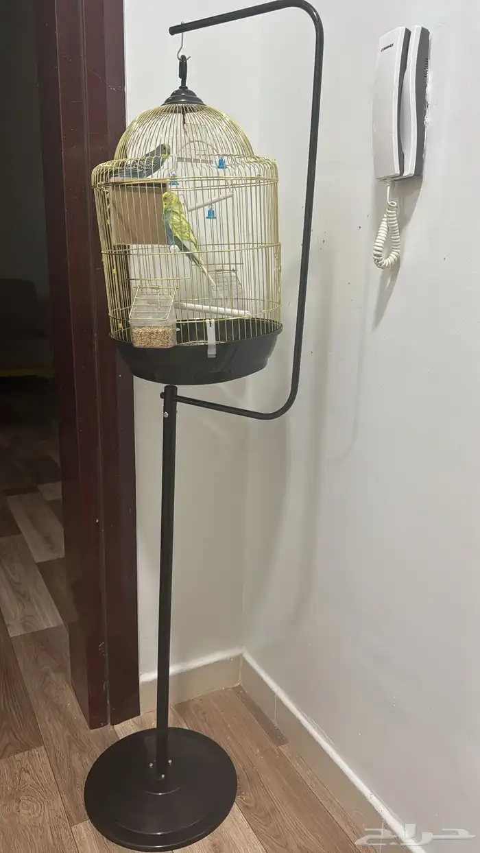 طيور كناري 0